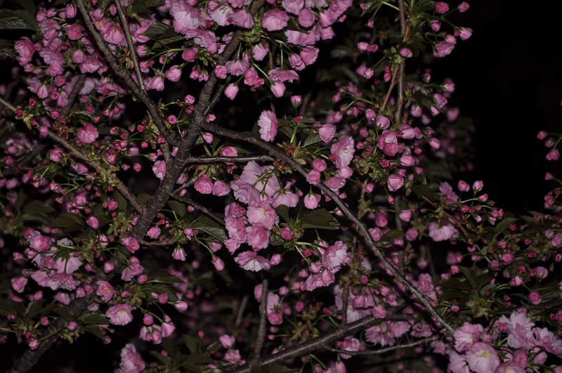 Kwanzan Cherry Tree 2010 02.jpg